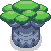Baobab Tree